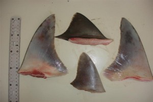 Frozen Shark Fins from Argentina